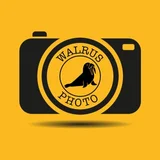 Walrus Photo